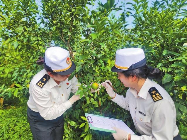 海关关员在果园进行日常监管。 本报通讯员 张珍