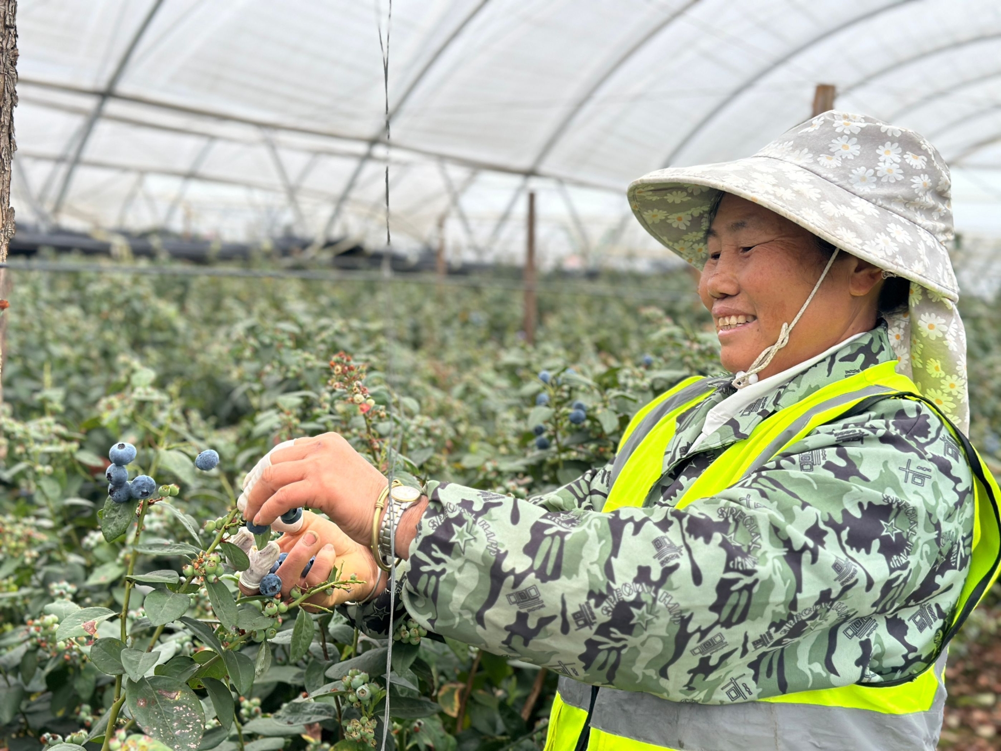 广南 蓝莓基地采果忙 群众增收门路多