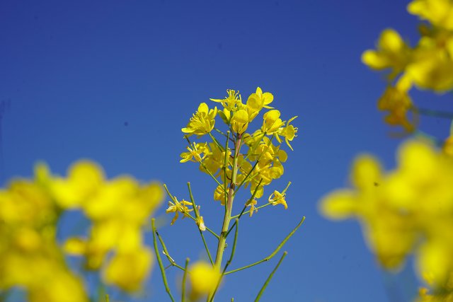 2024.3.3-油菜花-赵媛蕊摄-(8).jpg