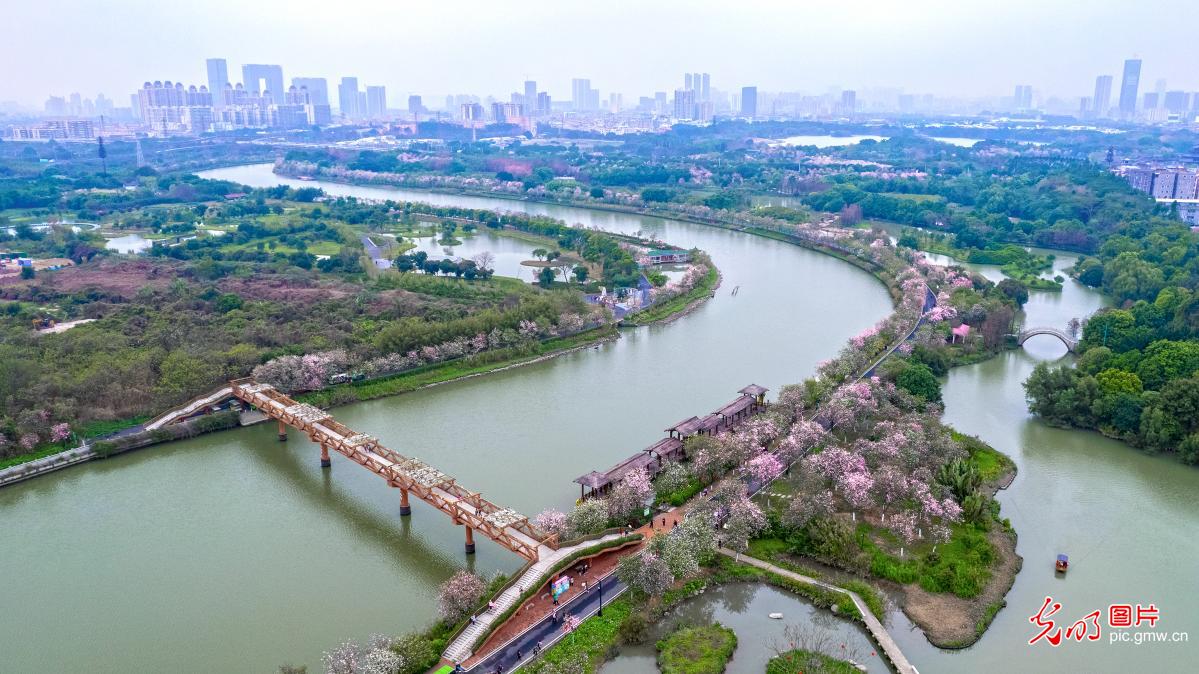 【万象“耕”新春光图】繁花盛开 彩绘春天