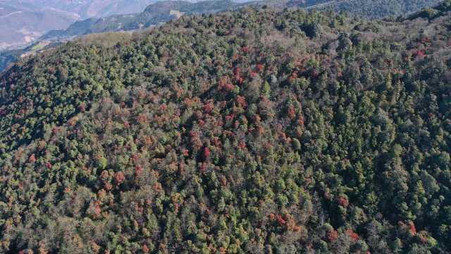 利东山漫山遍野的杜鹃花 刘子安摄 (2).JPG