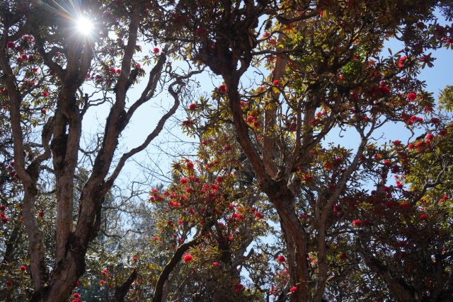 盛开的杜鹃花 刘子安摄 (2).JPG