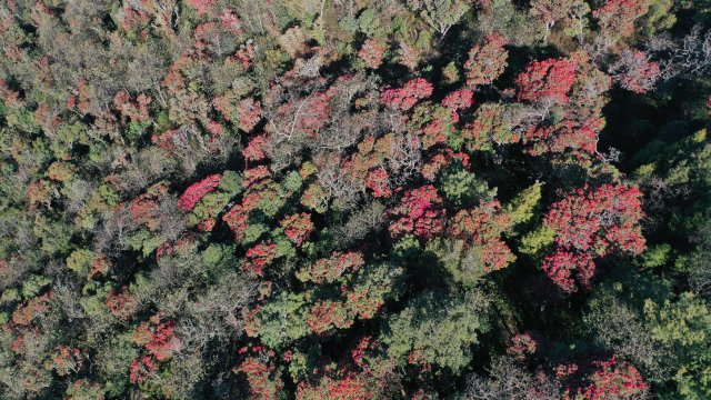 利东山漫山遍野的杜鹃花 刘子安摄 (3).JPG