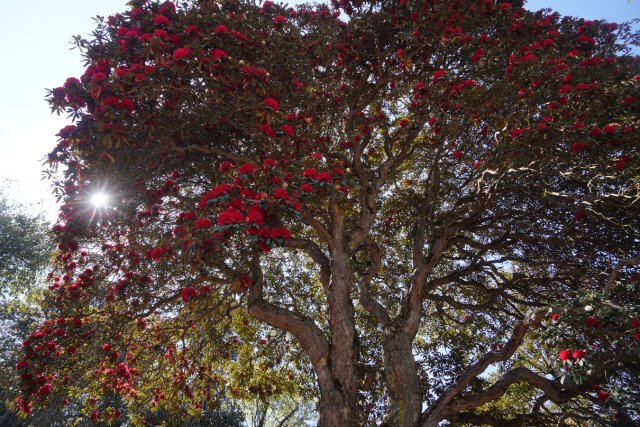 利东山杜鹃花王 刘子安摄 (2).JPG
