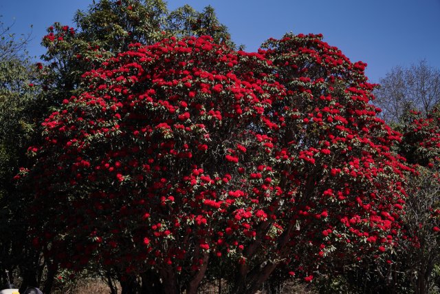 盛开的杜鹃花 刘子安摄 (5).JPG