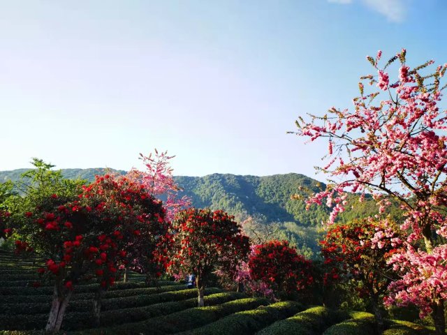 樱花谷:春樱与马缨花齐放 (13).jpg