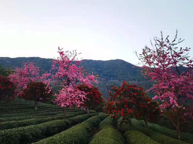 樱花谷:春樱与马缨花齐放 (11).jpg