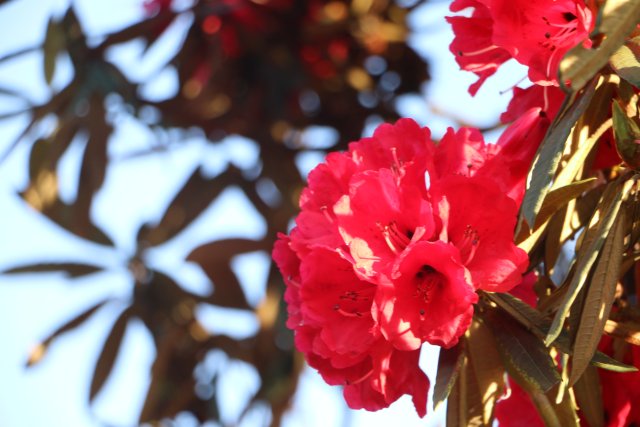 樱花谷:春樱与马缨花齐放 (5).JPG