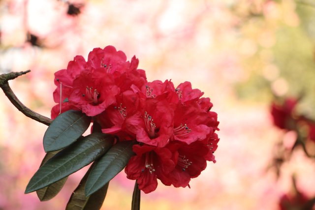 樱花谷:春樱与马缨花齐放 (10).JPG