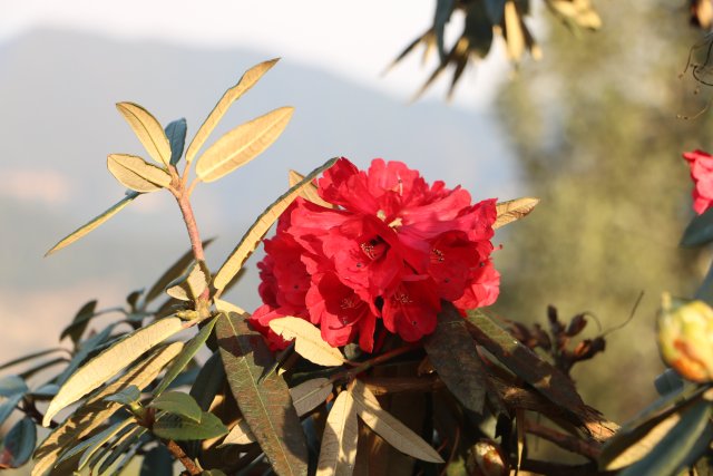 樱花谷:春樱与马缨花齐放 (6).JPG