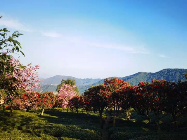 樱花谷:春樱与马缨花齐放 (12).jpg