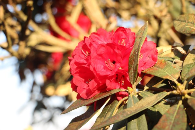 樱花谷:春樱与马缨花齐放 (3).JPG