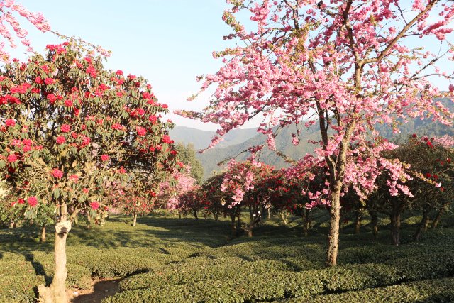 樱花谷:春樱与马缨花齐放 (1).JPG