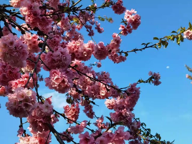 樱花谷:春樱与马缨花齐放 (14).jpg