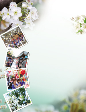 　往届梨花节的精彩瞬间 供图