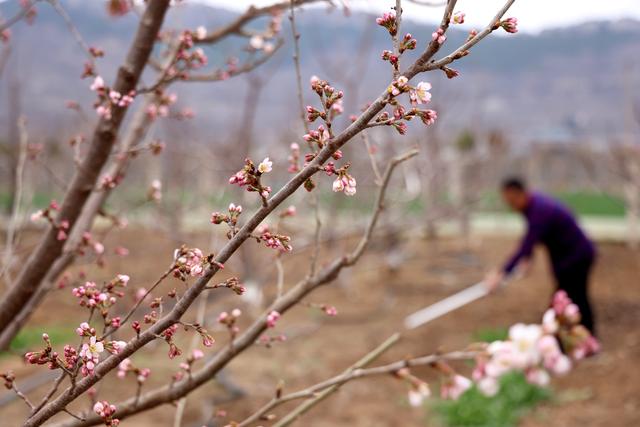 3月18日，山东省枣庄市齐村镇前良村农民在樱桃园劳作。新华社发（孙中喆摄）