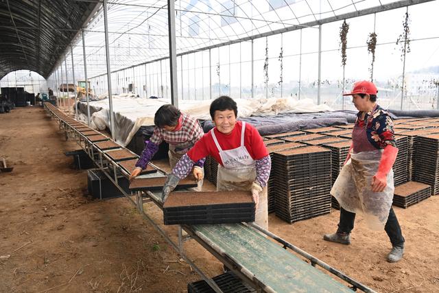 3月18日，在浙江省东阳市歌山镇一处粮食专业合作社大棚，村民开展早稻育秧作业。新华社发（包康轩摄）