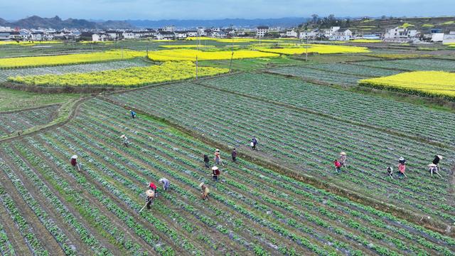 3月18日，村民在贵州省黔东南苗族侗族自治州黄平县旧州镇大碾房村田间劳作（无人机照片）。新华社发（王超摄）