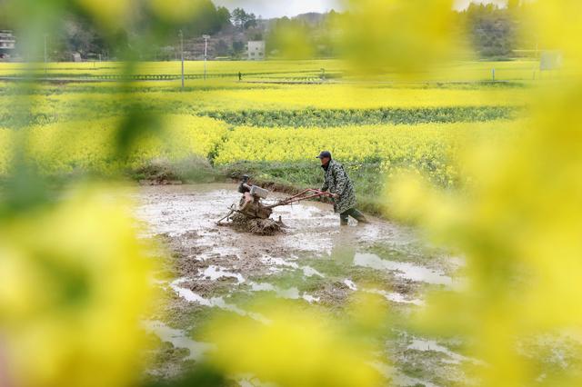 3月18日，贵州省黔东南苗族侗族自治州施秉县城关镇上翁哨村村民在翻耕田地。新华社发（邰胜智摄）