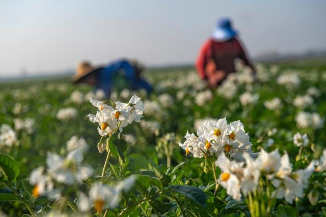 3月18日，农民在云南省文山壮族苗族自治州砚山县平远镇蔬菜基地管理马铃薯。新华社发（熊平祥摄）