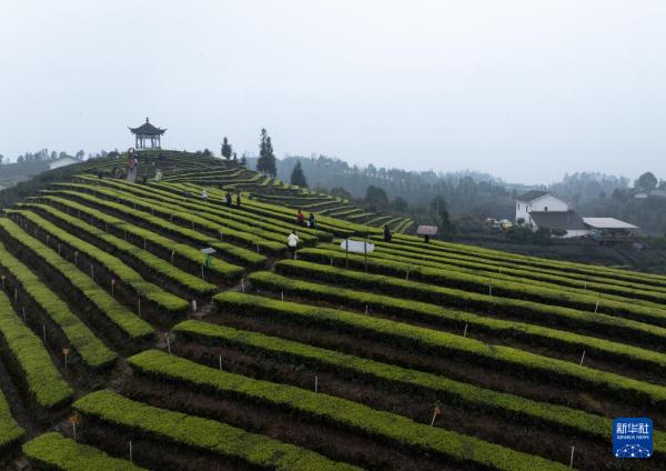 四川纳溪区：早茶飘香