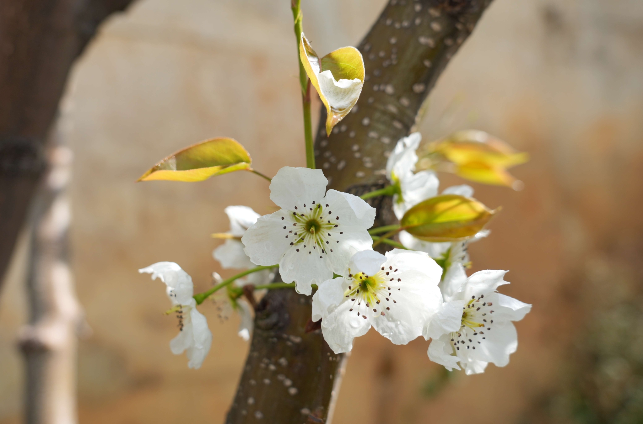 泸水：露珠裹梨花 薄雾绕青峦