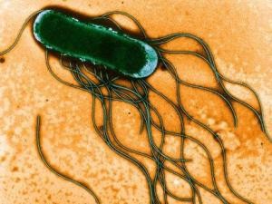 鸡蛋上有一样东西很脏，不注意小心“病从口入”