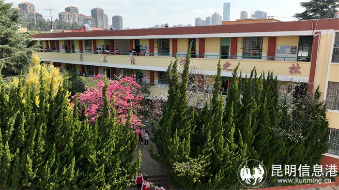 绿树成荫的校园 绿树成荫的校园