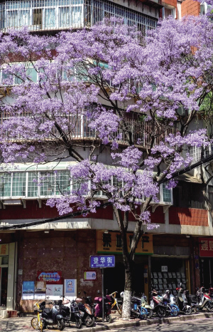 在登华街随手一拍都是美景