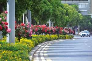 广福路树状月季和草本花卉形成立体景观