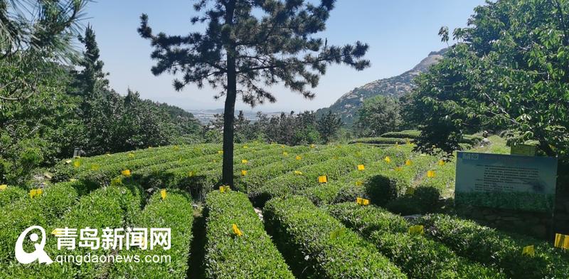 网络名人“触电”谷雨 玩转传统农耕文化 探寻春日悠然时光