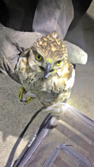 民警救助的幼鸟