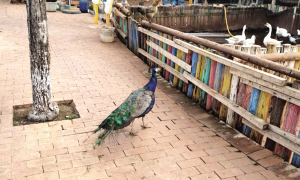 孔雀在路边散步