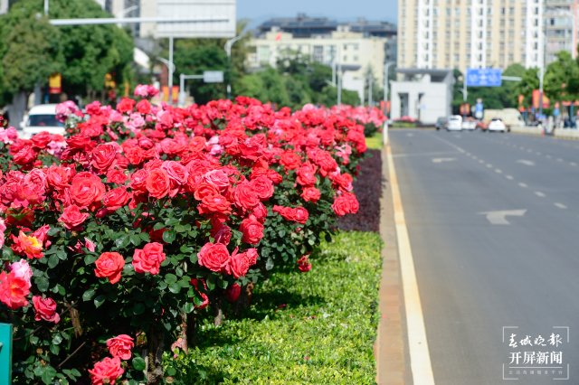 月季扮靓街头，昆明4月花开如海 龙宇丹 摄