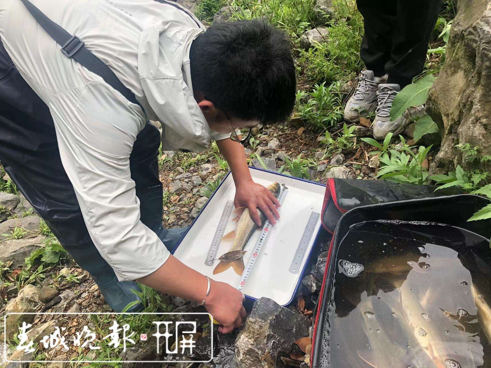 采集到的长薄鳅1.jpg