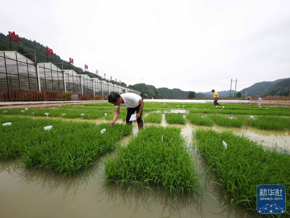 贵州岑巩：水稻制种确保稳产增收