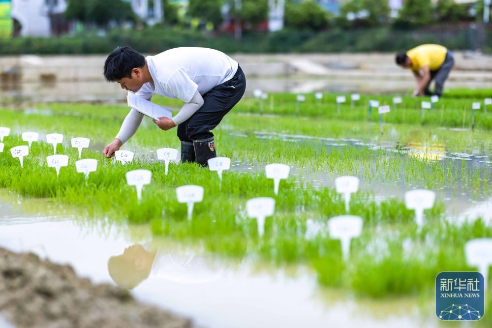 贵州岑巩：水稻制种确保稳产增收