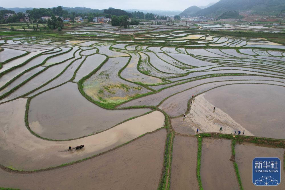 贵州岑巩：水稻制种确保稳产增收