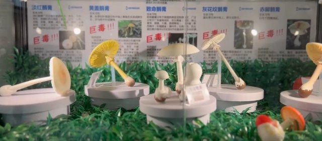 野生菌模型1.jpg