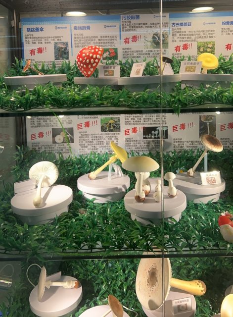 野生菌模型5.jpg