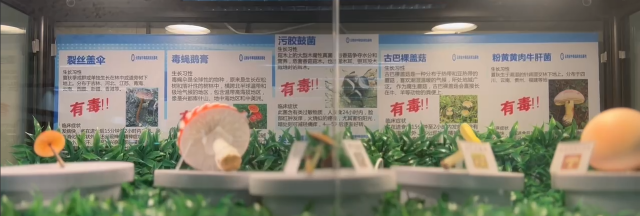 野生菌模型.png