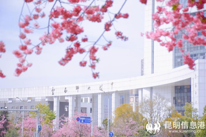 学校春景_副本 学校春景_副本