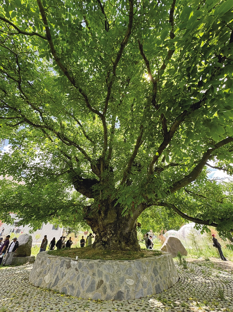 行走加查 探寻镶嵌在美景中的非遗文化