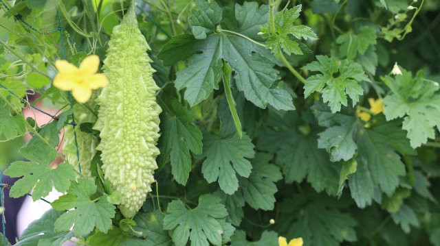 本地苦瓜个头饱满。6月14日摄。.JPG