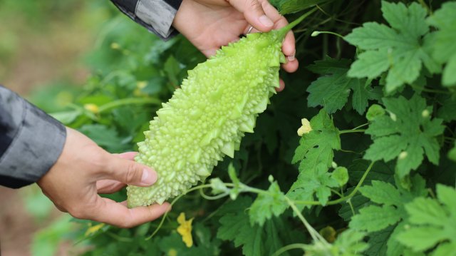 业家山村的本地苦瓜颜色鲜艳翠绿。6月14日摄。.JPG