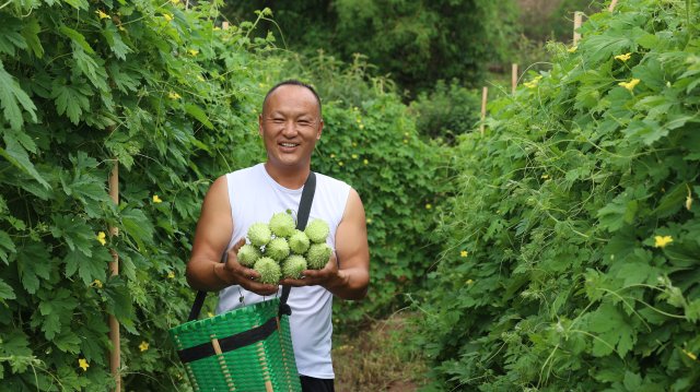 业志刚是村里的苦瓜种植行家。6月14日摄。.JPG