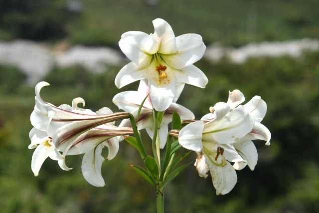 龚强帮 摄影 (2).jpg