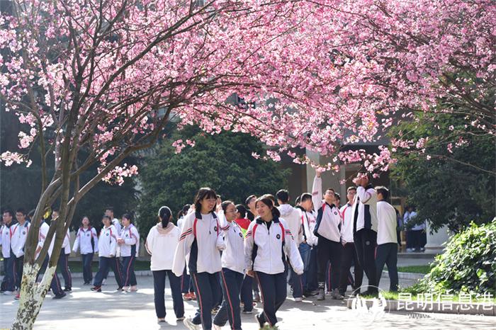 海棠花下 海棠花下