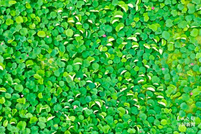 “荷”你有约！麒麟水乡千亩荷花开了，打卡正当时~