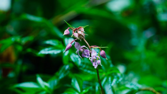 镰萼虾脊兰（7月23日）杨荣廷摄.jpg